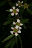 Leptospermum petersonii RCP12-08 149.jpg